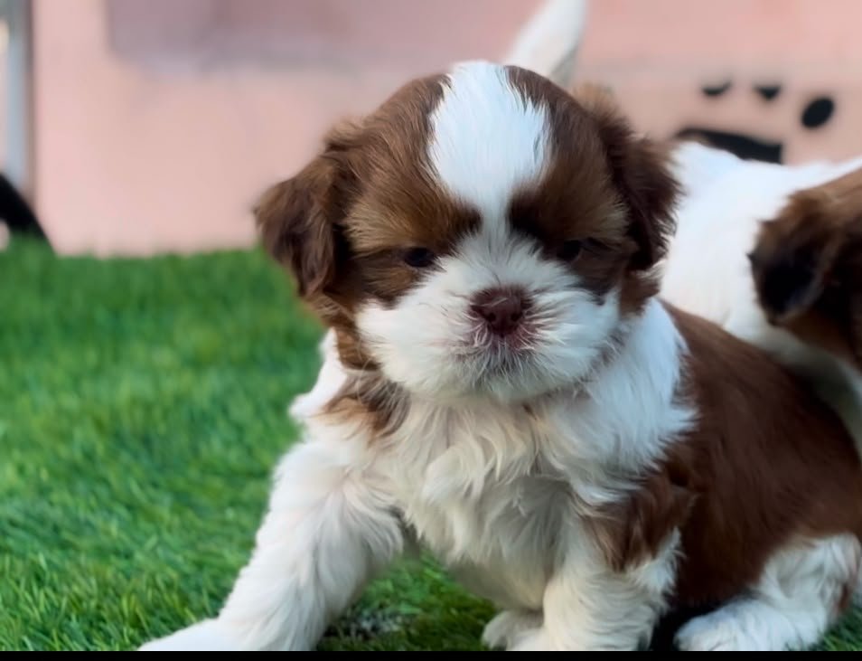 Shihtzu angle 3